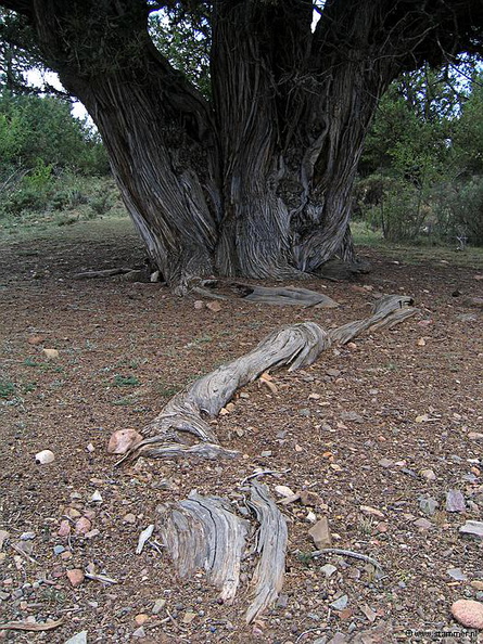 5216_Sabinar_de_Olalla_Aragon_Spain.jpg