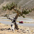 1100_6478_Juniperus-thurifera_Juniperus_thurifera._Azilal_Morocco.jpg