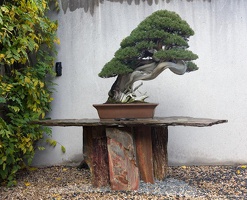 1101 5716  Bonsai Garden Alcobendas Madrid Spain