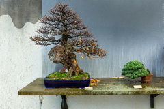 1101_5718__Bonsai_Garden_Alcobendas_Madrid_Spain.jpg