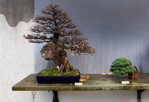 1101 5718  Bonsai Garden Alcobendas Madrid Spain