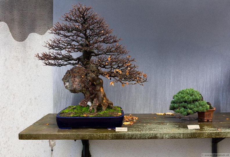 1101_5718__Bonsai_Garden_Alcobendas_Madrid_Spain.jpg