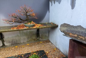 1101 5719  Bonsai Garden Alcobendas Madrid Spain