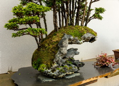 1101_5721__Bonsai_Garden_Alcobendas_Madrid_Spain.jpg