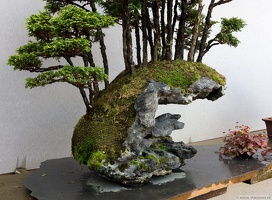 1101 5721  Bonsai Garden Alcobendas Madrid Spain