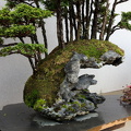 1101_5721__Bonsai_Garden_Alcobendas_Madrid_Spain.jpg