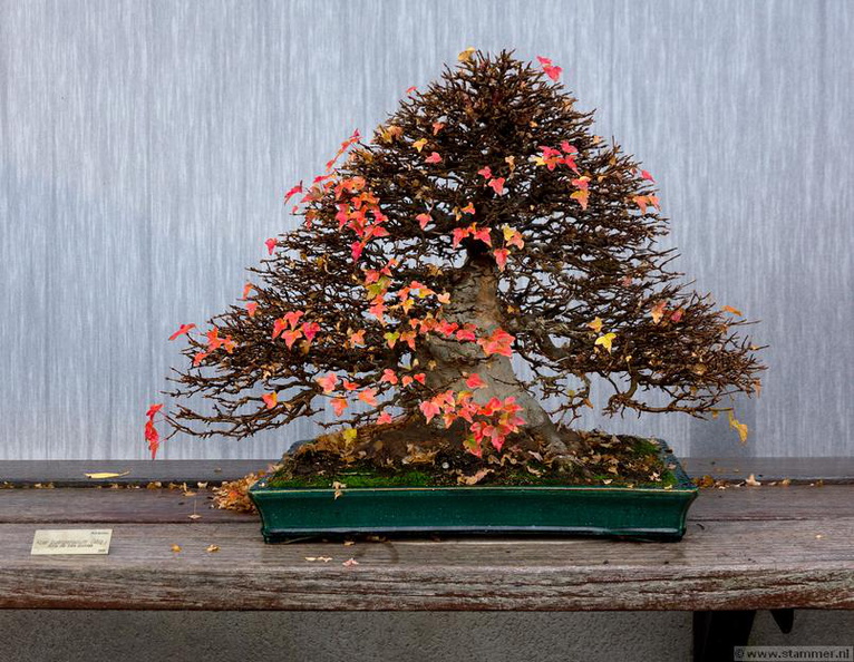 1101_5722__Bonsai_Garden_Alcobendas_Madrid_Spain.jpg