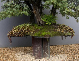 1101 5728  Bonsai Garden Alcobendas Madrid Spain