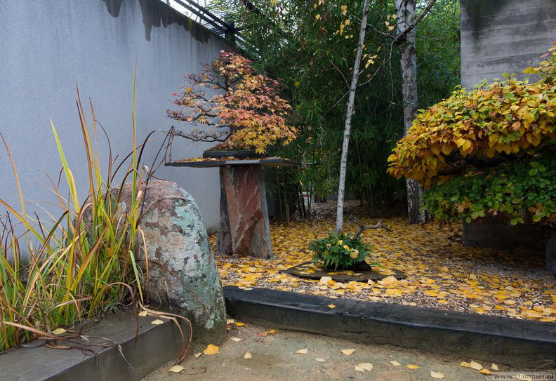 1101_5731__Bonsai_Garden_Alcobendas_Madrid_Spain.jpg