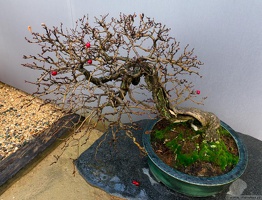 1101 5737  Bonsai Garden Alcobendas Madrid Spain