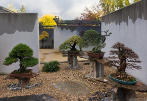 1101 5740  Bonsai Garden Alcobendas Madrid Spain