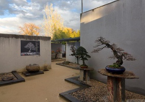 1101 5744  Bonsai Garden Alcobendas Madrid Spain