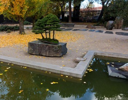 1101 5746  Bonsai Garden Alcobendas Madrid Spain