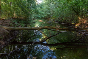 1100 7625 Waterloopbos - Marknesse