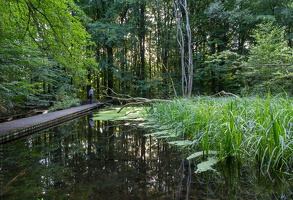 1100 7629 Waterloopbos - Marknesse