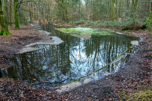 1100 7817 Waterloopbos Marknesse The Netherlands