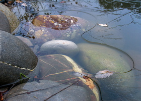 304 0436 pond Huesca Spain